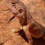 lizard