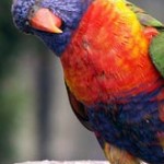 lorikeet