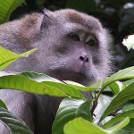 macaque
