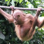 orang-utan