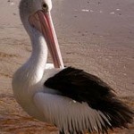 pelican